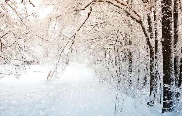 Winter, forest, snow, trees in the snow