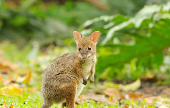 Australia, cub, QLD, baked kangaroo, the red-legged Philander