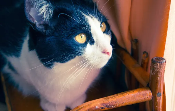 Eyes, kitty, chair, kitten, eyes, chair, cute cat, cute cat