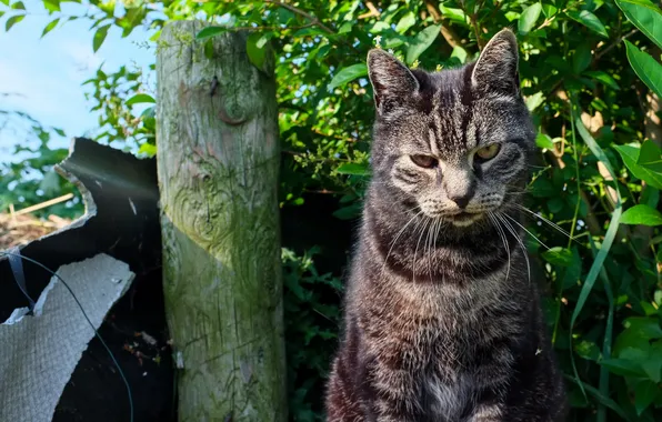 Cat, look, face, aggressive