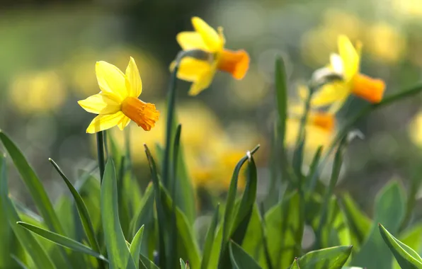 Spring, petals, flowering, brightness, daffodils