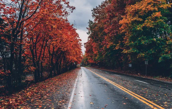 Picture road, autumn, leaves, trees, Park, road, landscape, nature