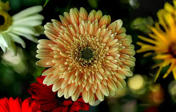 Picture macro, gerbera, bokeh