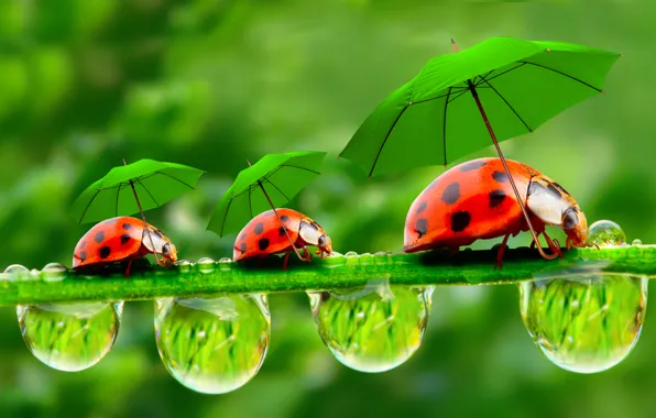Picture droplets, umbrellas, ladybugs, a blade of grass, dewdrops