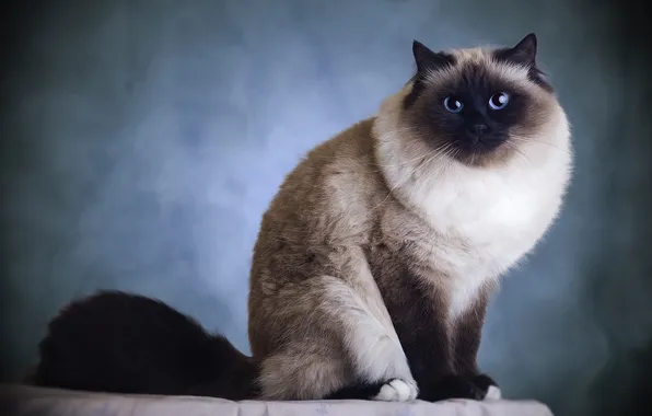 Cat, cat, fluffy, sitting, blue background, Siamese, blue eyes, ragdoll