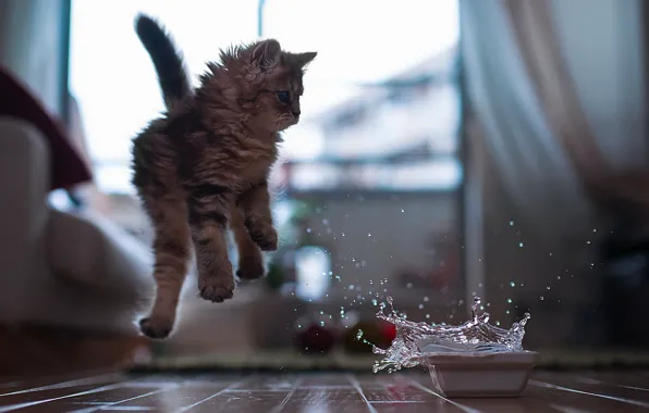 Water, bowl, kitty