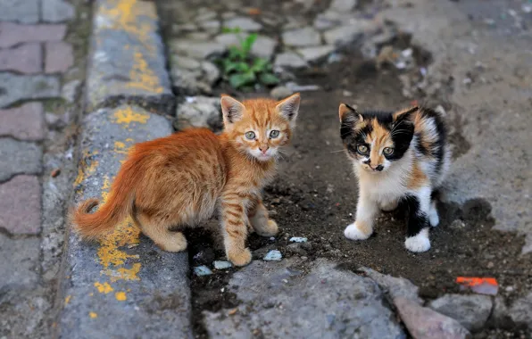 Picture look, kittens, kids, a couple, street