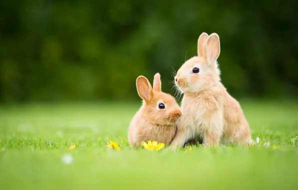 Grass, glade, two, spring, rabbit, red, flowers, a couple