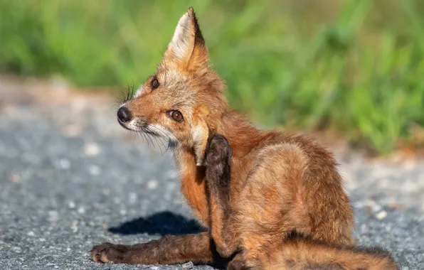 Grass, look, face, pose, paws, Fox, sitting, Fox