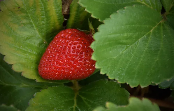 Picture Macro, Strawberry, Strawberry, Macro