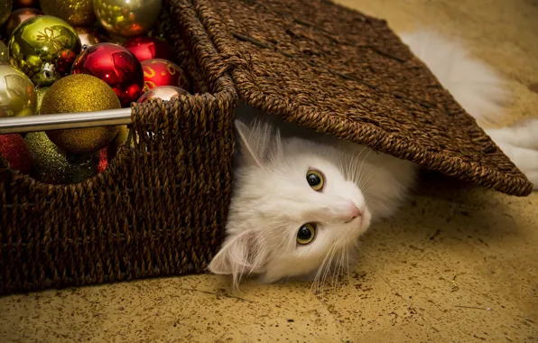Cat, white, cat, look, balls, pose, box, Christmas