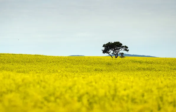Field, summer, tree, rape