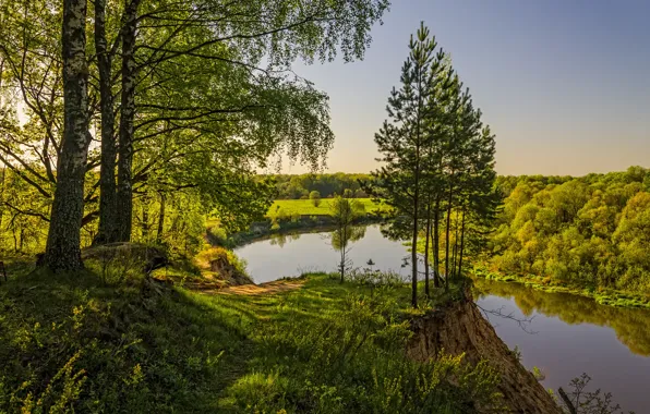 Picture forest, landscape, nature, river, morning