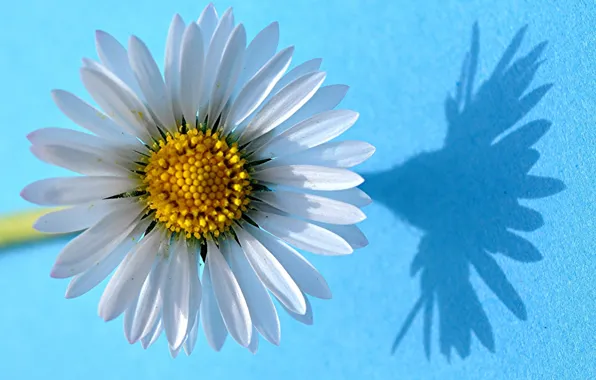 Picture macro, chamomile, shadow, petals