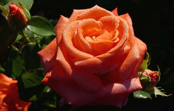 Picture drops, macro, roses