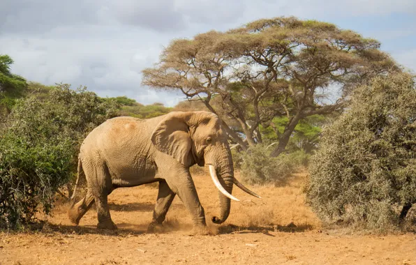 Trees, nature, elephant, Africa, tusks