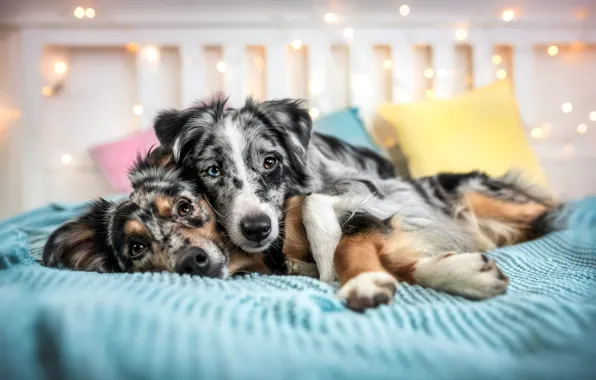 Dogs, look, light, love, pose, together, bed, dog