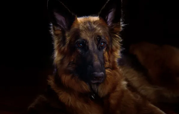 Picture look, each, dog