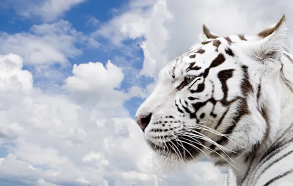 The sky, clouds, tiger