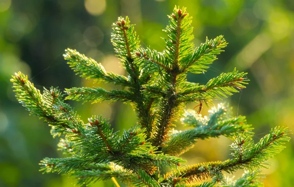 Forest, tree, pine, twig