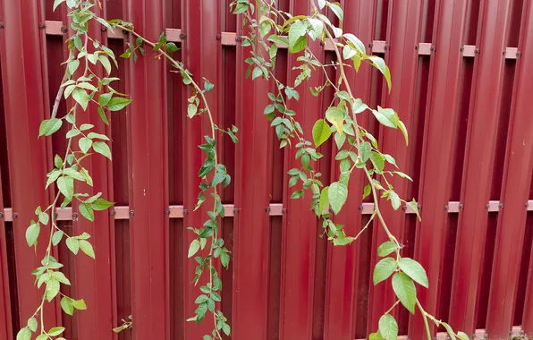 Leaves, branches, the fence, briar, leaves, fence, branches, rose hips