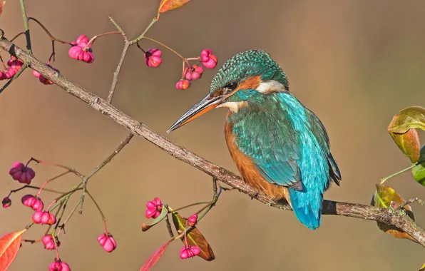 Picture leaves, branches, berries, background, bird, fruit, Kingfisher