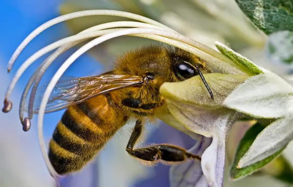 Flower, nature, bee, insect
