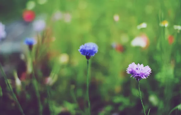 Flowers, blue, lilac, petals, purple