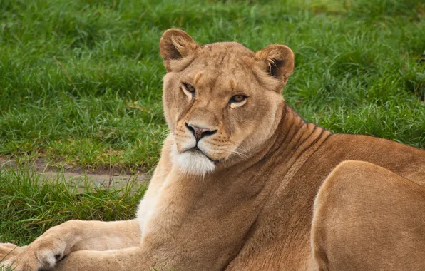 Picture cat, grass, lioness