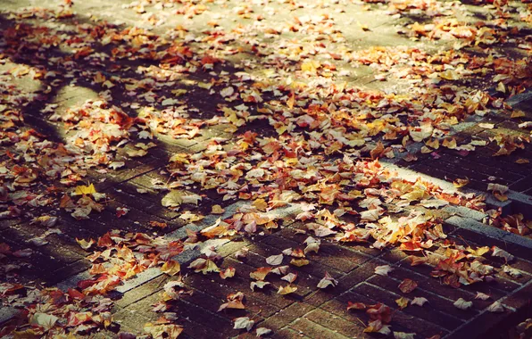Autumn, leaves, foliage, The city, Street, the sidewalk, leaves, wallpapers