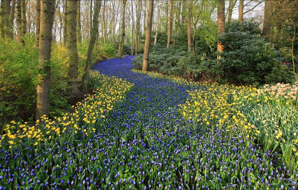 Flowers, nature, Keukenhof garden