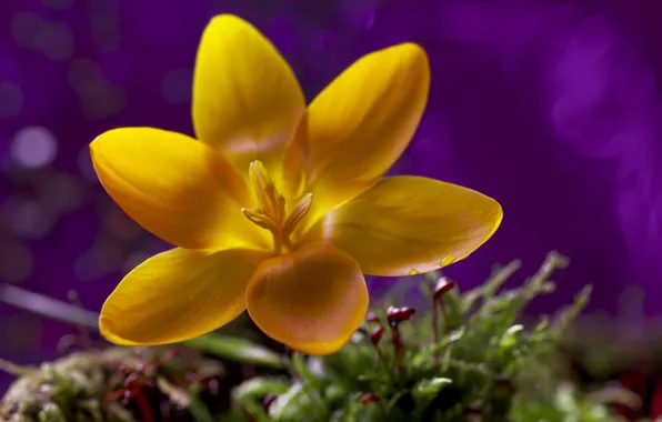 Flower, nature, petals, stamens