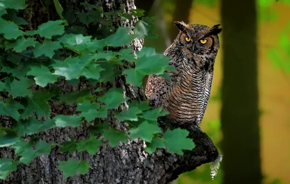 Picture leaves, tree, owl, bird, owl