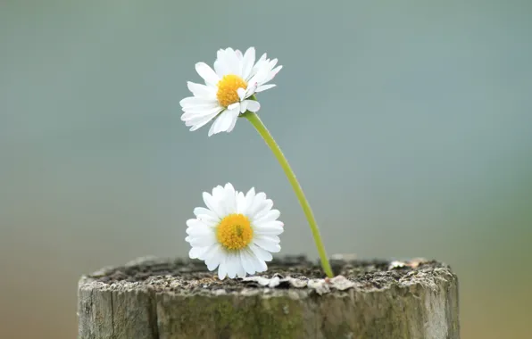 Flowers, petals, stem, trunk, flowers, petals, trunk, stalk