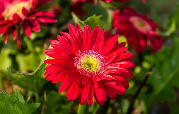 Macro, gerbera, bokeh