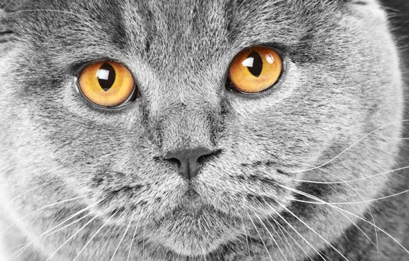 Picture cat, eyes, cat, face, grey, yellow, cat, British