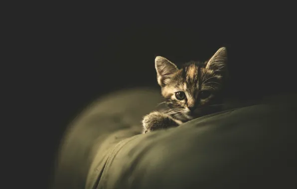 Cat, cat, the dark background, kitty