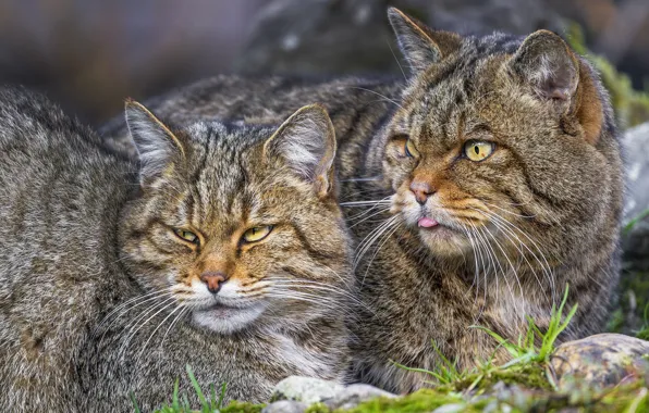 Look, cats, cats, portrait, pair, muzzle, two cats, wild forest cat