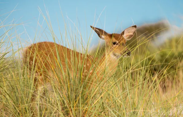 Grass, nature, DOE