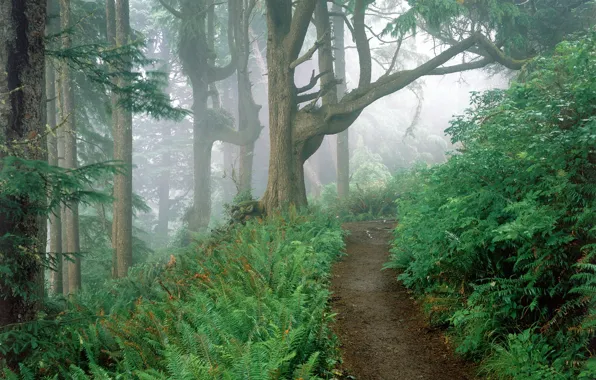 Forest, fog, trail, fern