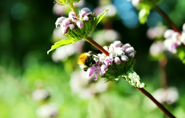 Greens, summer, the sun, bee