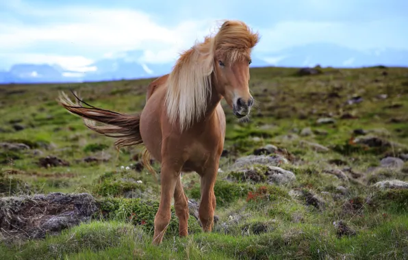Wallpaper nature, beauty, horse