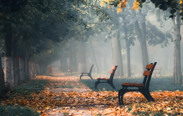 Picture foliage, track, benches, Autumn Park