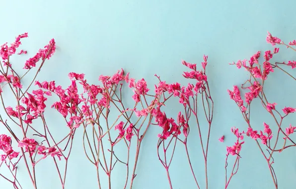 Picture flowers, branches, background, pink, pink, flowers