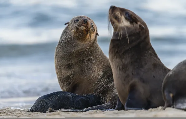 Picture animals, water, nature, seals, pinnipeds