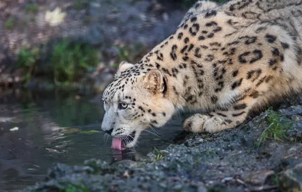 Language, face, predator, IRBIS, snow leopard, drink, wild cat