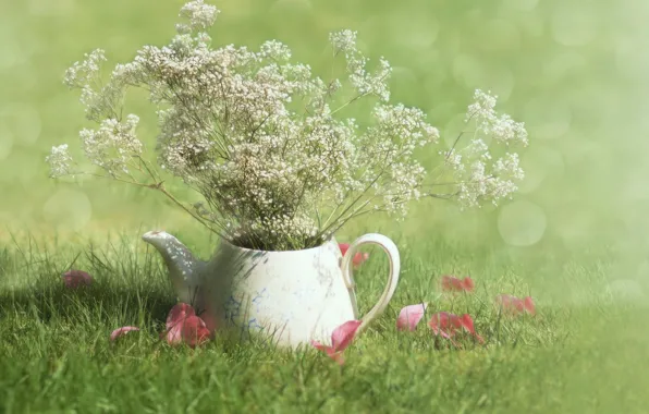 Grass, sunshine, field, flowers, morning, petals, teapot