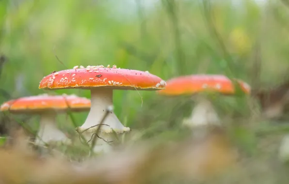 Nature, mushrooms, Amanita, weed