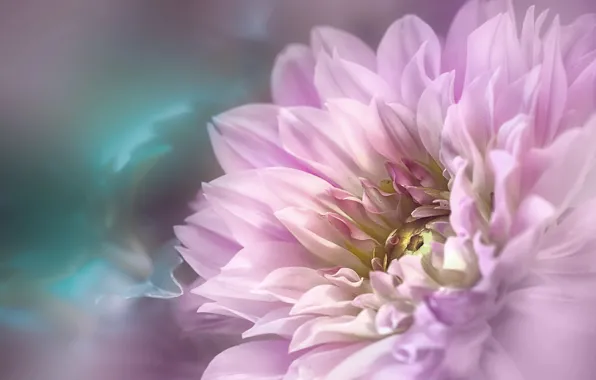 Picture flower, macro, background, Bud, Dahlia