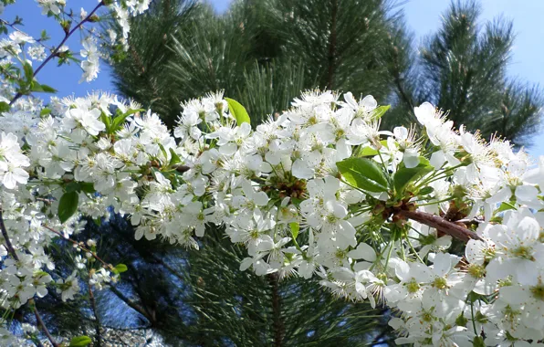 Cherry, spring, flowering, April